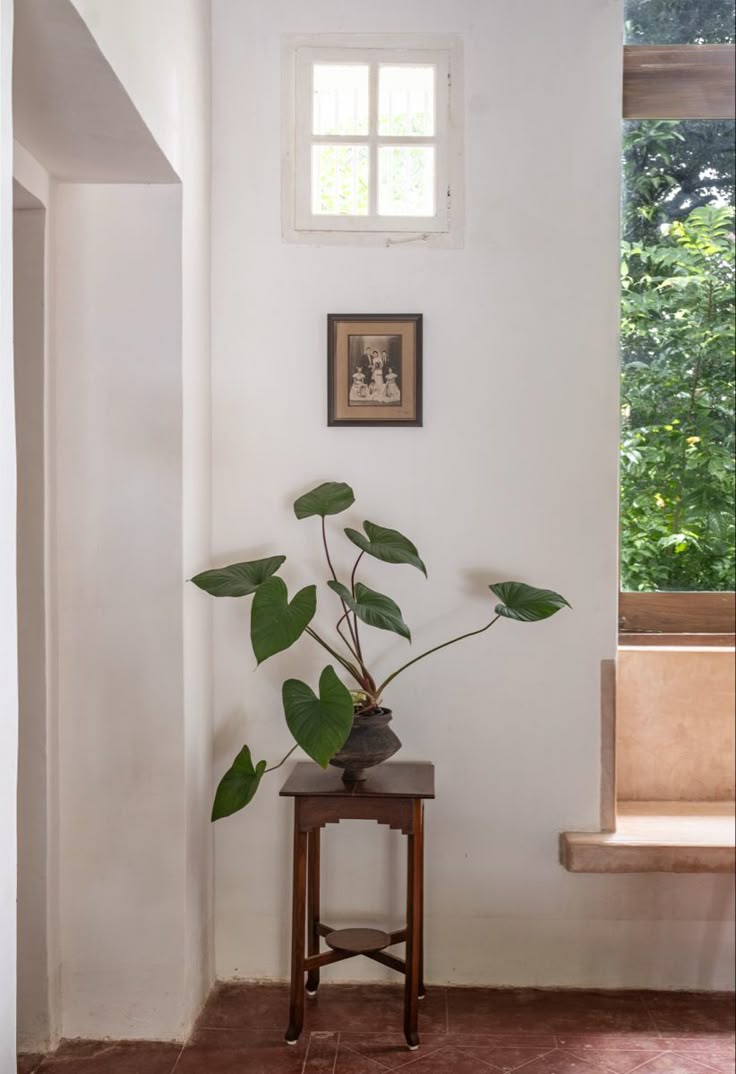 PLANTS